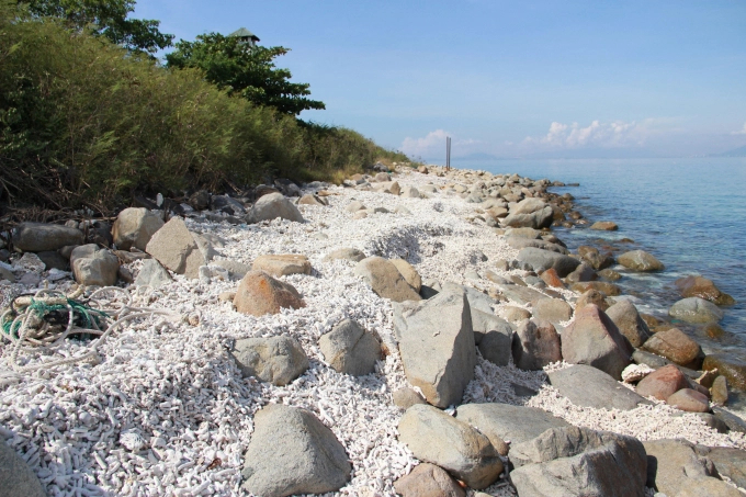 Nhiều san hộ bị chết vớt lên nằm rải rác trên vịnh Nha Trang. Ảnh: PS.