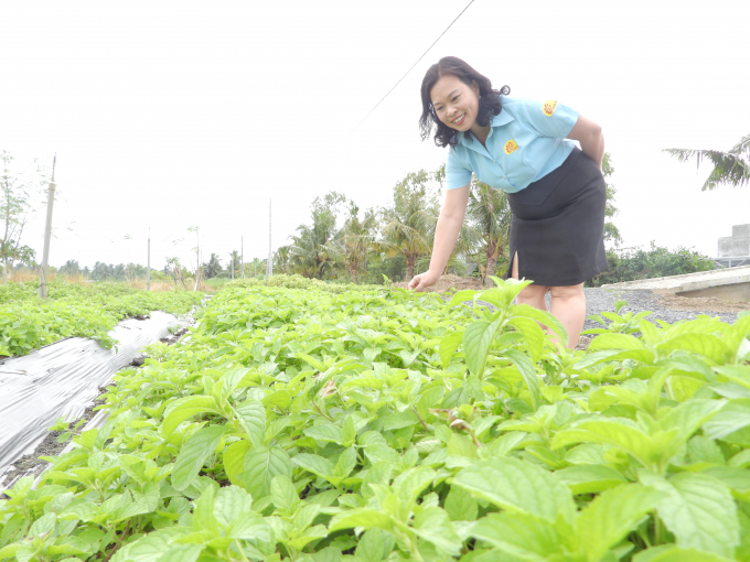 In addition to producing cordyceps, Thien An Company also cooperates with farmers to build herbal farms as auxiliary materials, helping farmers to develop stable livelihoods. Photo: Tran Trung.