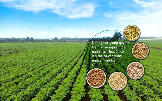 Vinasoy đang phát triển 4 vùng nguyên liệu đậu nành bền vững trên cả nước.