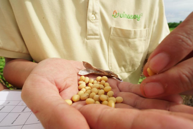 Những hạt đậu nành không biến đổi gen là nguyên liệu của các sản phẩm Vinasoy.