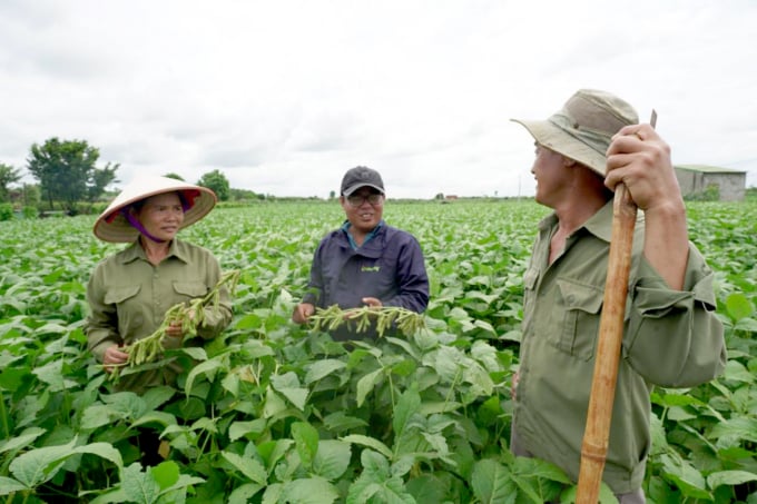 Nông dân huyện Cư Jut, Đắk Nông, trồng đậu nành giống VINASOY 02-NS.