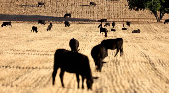 Cattle graze amid drought conditions June 21, 2022, near Ojai, Calif.  (Mario Tama/Getty Images / Getty Images)