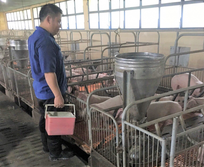 Binh Dinh province implemented phase 1 of the pilot vaccination of Navet ASFvac vaccine for 905 pigs.