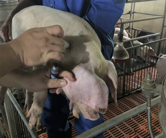Pigs that were piloted with Navet ASFvac vaccine in Binh Dinh all responded well.