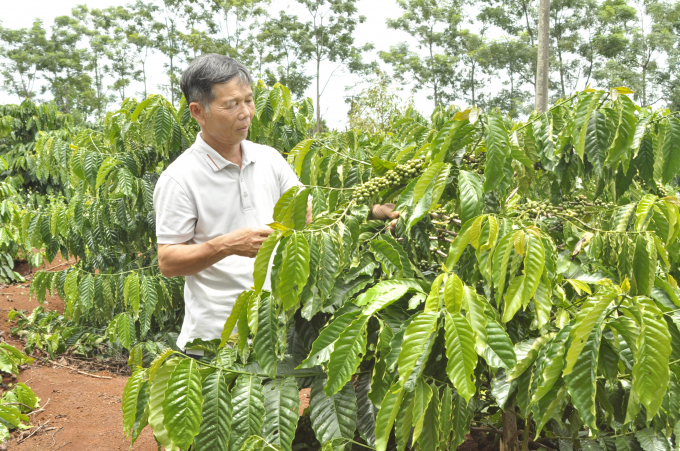 Sản phẩm cà phê của gia đình ông Phú không đủ cung cấp cho thị trường. Ảnh: Đăng Lâm.