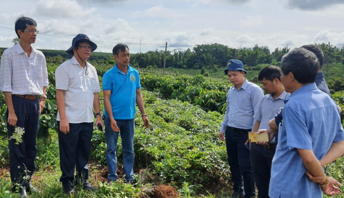 Đoàn tham quan vườn cây cà phê xen đương quy sản xuất theo nông nghiệp hữu cơ ở huyện Đăk Đoa. Ảnh: Đăng Lâm.