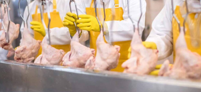 Food is the source for most of those illnesses. The CDC says approximately one in every 25 packages of chicken sold at grocery stores contains salmonella bacteria.
