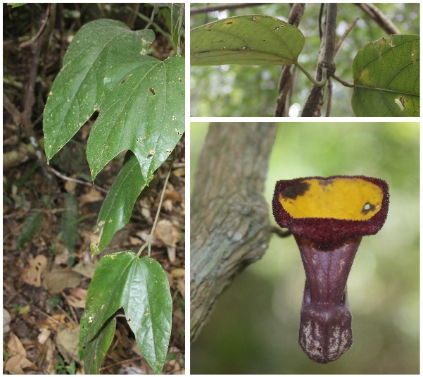 Aristolochia neinhuisii Do (Moc Huong Neinhuis in Vietnamese). Photo: Do ​​Van Truong (Vietnam National Museum of Nature).