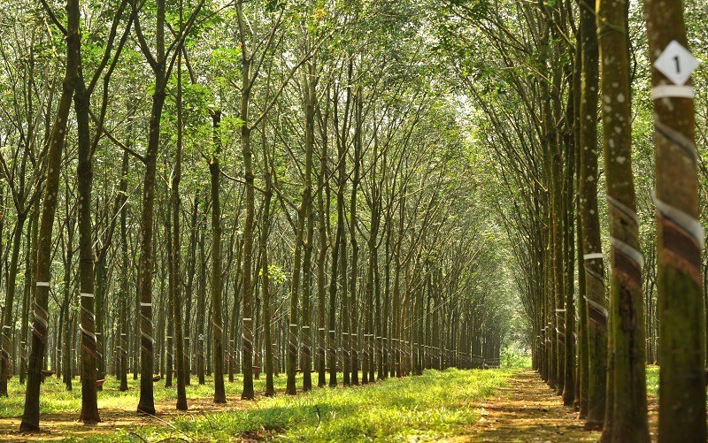 Rừng cây cao su đạt Chứng chỉ quản lý rừng bền vững của một công ty tại Bình Phước.