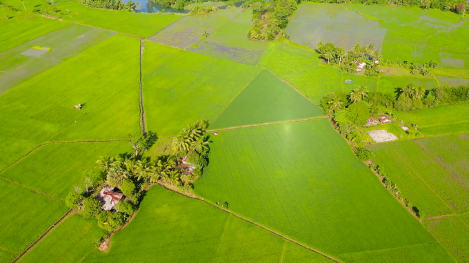 Agricultural transformation must be a priority and concern in the Mekong Delta. Photo: Kim Anh.