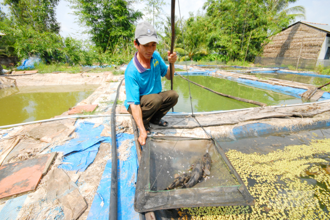 The total area of aquaculture qualified for food safety according to Can Tho city's standards is currently over 300 hectares. Photo: Le Hoang Vu.