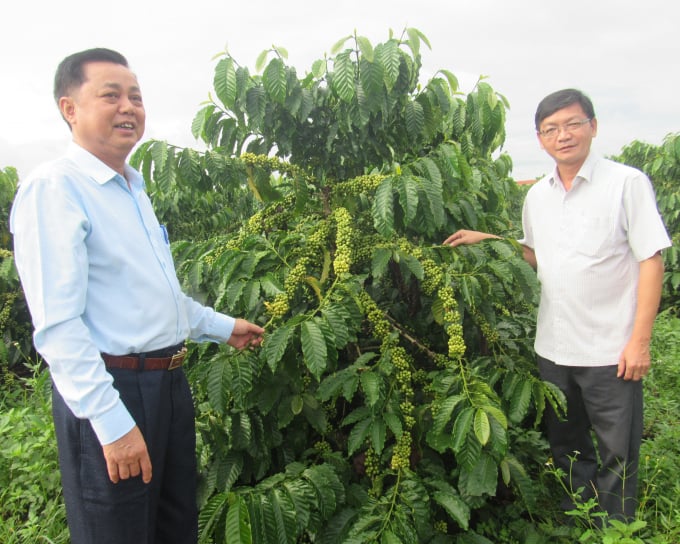Vườn cà phê tái canh của Công ty Cà phê 734 đạt năng suất trên 4 tấn/ha. Ảnh: NT.