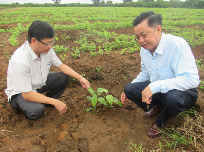 Mô hình trồng tái canh 2 cây/hố của Công ty Cà phê 734. Ảnh: NT.