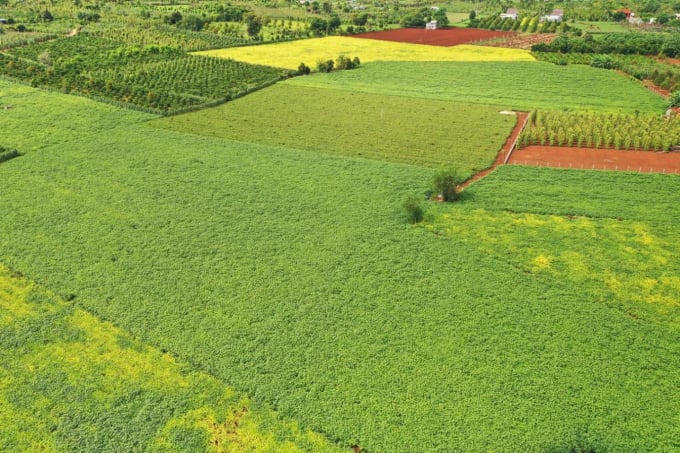 Vùng trồng đậu nành giống VINASOY 02-NS tại Đắk Nông.