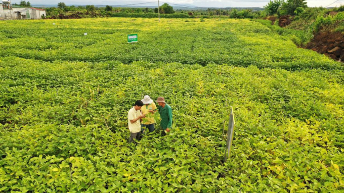 Khu vực trồng khảo nghiệm giống đậu nành năng suất cao của Vinasoy.
