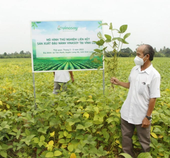 Mô hình thử nghiệm liên kết sản xuất đậu nành ở huyện Long Hồ, Vĩnh Long.