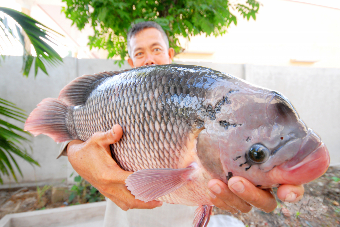 Can Tho city's agricultural sector has developed aquaculture areas following GAP, ASC, SQF, BMP, BAP, etc. standards to meet export demand. Photo: Le Hoang Vu.