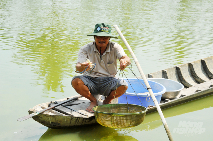 Aquatic products are raised by Can Tho city farmers in many new forms, namely in cellars, ponds, ditches, tanks, cages, or in nets placed in ponds, along rivers, and in the fields. Photo: Le Hoang Vu.