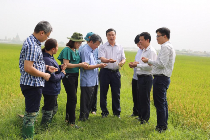 Đoàn cán công tác của Cục BVTV và Sở NN-PTNT Hà Nội kiểm tra, đánh giá hiệu quả mô hình canh tác lúa áp dụng phương pháp SRI tại huyện Ứng Hòa vụ đông xuân 2022. Ảnh: TL.