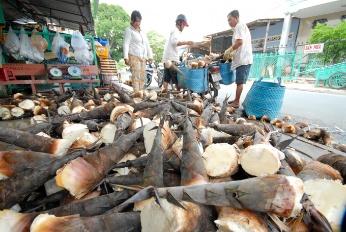 Thương lái thu mua măng tre Mạnh Tông của người dân chuẩn bị mang đi tiêu thụ. Ảnh: Lê Hoàng Vũ.