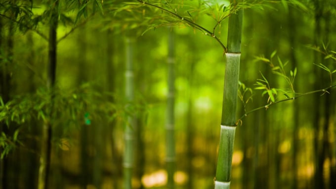 The bamboo industry is very potential and can become a billion-dollar industry in the future.