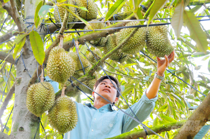 The planting area codes guide farmers to produce in accordance with quality standards such as VietGAP and Global GAP. Photo: Gia Phu.