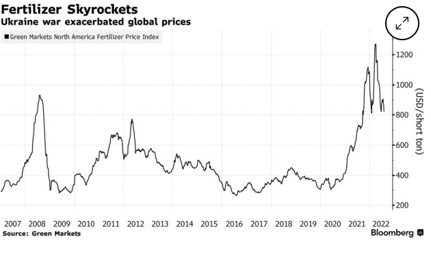 Đồ họa mô tả giá phân bón thế giới tăng mạnh kể từ khi nổ ra xung đột Nga- Ukraine. Nguồn: Green Market/Bloomberg