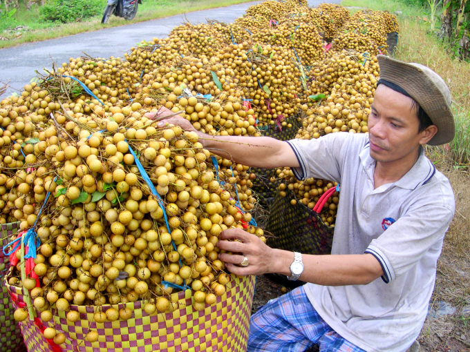 50 out of 63 Vietnam's provinces and cities across the country have been granted a total of 4,000 planting area codes for fruit trees, accumulating to a total area of ​​300,000 hectares. Photo: Gia Phu.