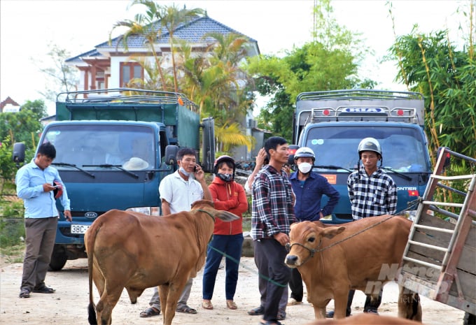 Cánh lái buôn và người dân trong tỉnh, và cả ngoại tỉnh như: Nghệ An, Quảng Bình, Lào Cai, Lạng Sơn… tìm đến chợ Nhe để mua được 'đầu cơ nghiệp' tốt nhất về nuôi.