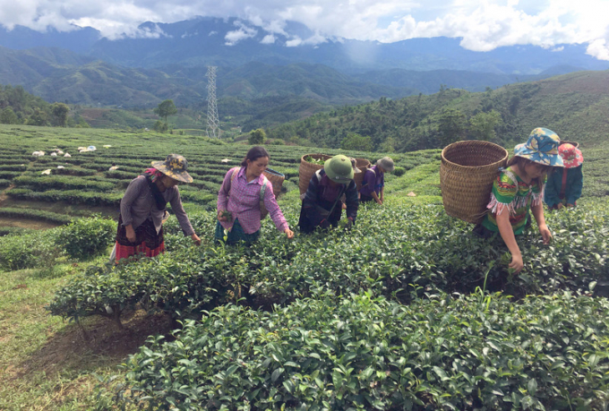 Lai Châu có nguồn nguyên liệu dồi dào để sản xuất những sản phẩm trà ngon nhất Tây Bắc. Ảnh: Uyên Linh