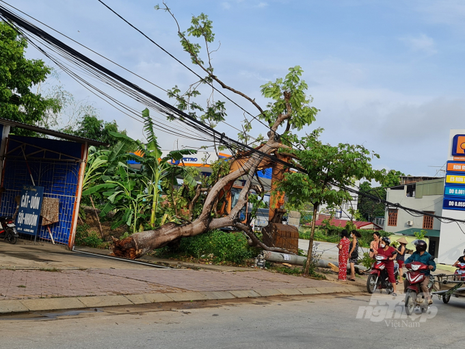 Mưa lớn khiến cột điện và cây xanh tại thành phố Tuyên Quang bị đổ gãy. Ảnh: Đào Thanh.