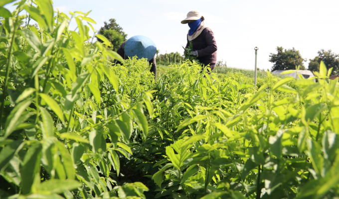 Những luống rau bồ ngót xanh mướt tại Trang trại rau hữu cơ Hạnh Nhân. Ảnh: Quang Yên.