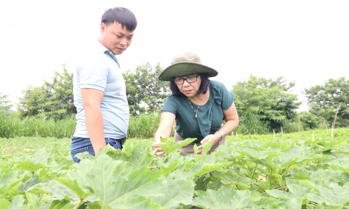 Kỹ sư Nguyễn Thức Hạnh (trái) bên luống rau đậu bắp của trang trại. Ảnh: Quang Yên.