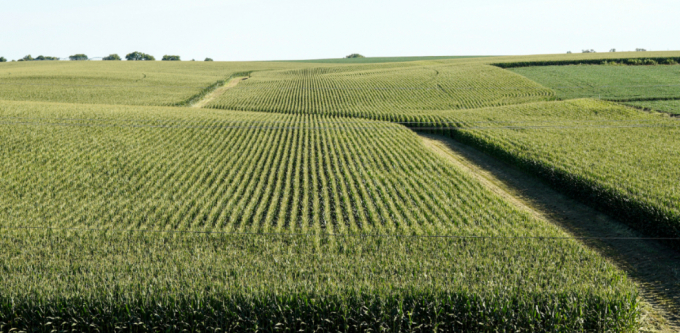 A field of corn grows near Ashland, Neb., Tuesday, July 24, 2018.