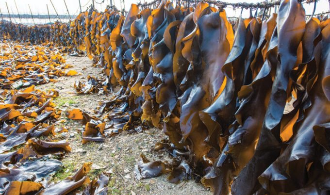 Kelp has a few cool climate-friendly tricks.