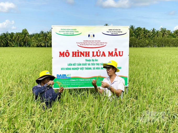 Mô hình lúa mẫu được triển khai tại HTX Việt Thành trong vụ thu đông 2022. Ảnh: Lê Hoàng Vũ.