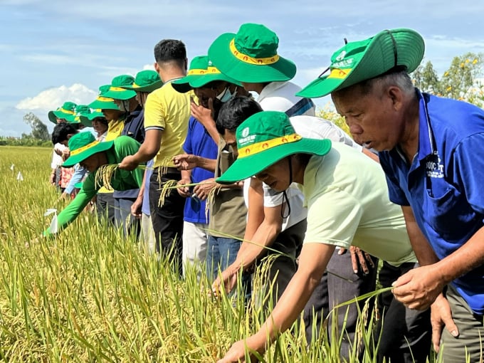 Chi phí sản xuất lúa của bà con nông dân tỉnh An Giang tham gia mô hình thấp hơn ruộng đối chứng từ 903.000 - 4,1 triệu đồng/ha.