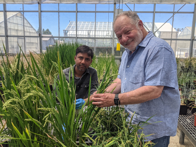 Nhà khoa học Eduardo Blumwald (phải) cùng với nhà nghiên cứu, tiến sĩ Akhilesh Yadav đang tiến hành thực nghiệm phương pháp mới trên cây lúa để sử dụng nitơ hiệu quả hơn. Ảnh: Trina Kleist/UC Davis