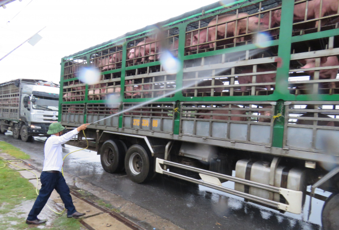 Lực lượng Thú y Quảng Bình kiểm soát chặt chẽ các phương tiện vận chuyển gia súc đi qua địa bàn. Ảnh: Tâm Phùng.