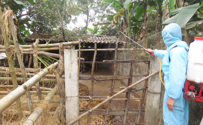 Lực lượng thú y triển khai phun tiêu độc khử trùng nơi có dịch lở mồm long móng trên địa bàn Quảng Bình. Ảnh: Tâm Phùng.