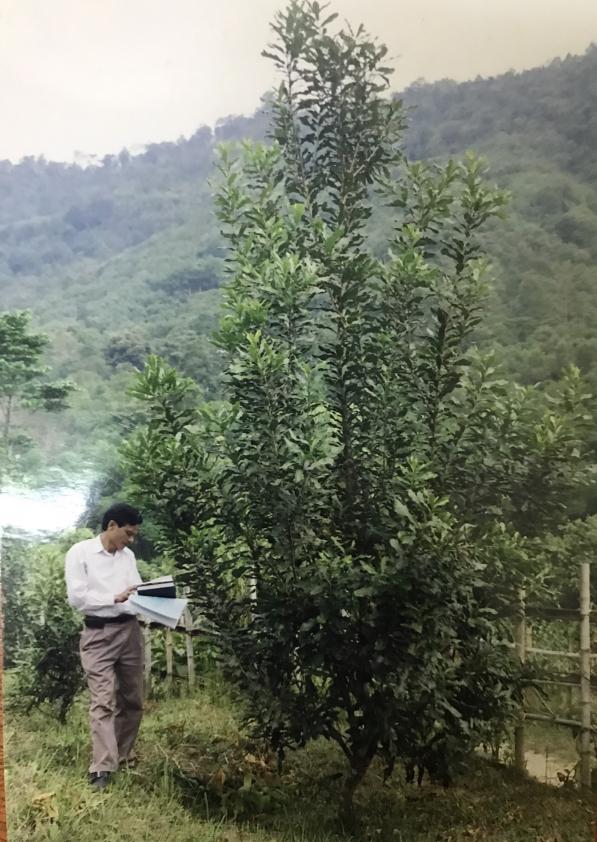 Mr. Nguyen Ngoc Lam, Director of Con Cuong Forestry One Member Company (formerly Con Cuong Forest Enterprise) during a visit to check the development, flowering and fruiting of macadamia trees.  Photo: Company documents.