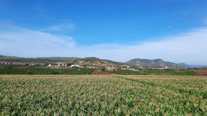 Cánh đồng bắp tươi tốt tại trang trại Vinamilk Đà Lạt sau 3 năm cải tạo, phục hồi đất.