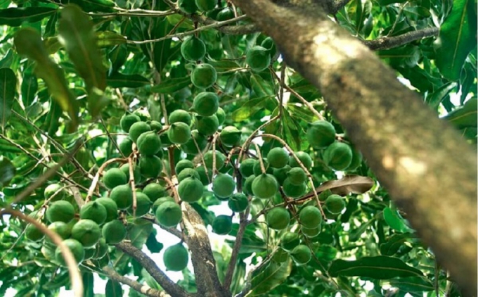 Macadamia trees are grown in the Central Highlands, with good results and very high yields in many locales. Photo: VAN.