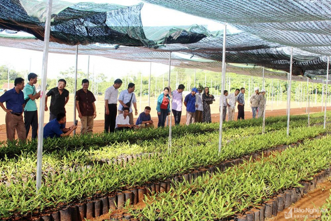 A delegation from Con Cuong district, Nghe An visiting the macadamia growing model in Thach Thanh district, Thanh Hoa in 2019.