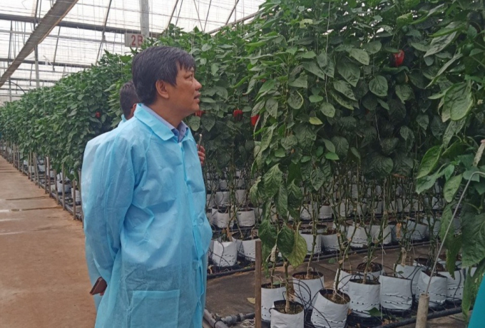 Ông Lương Anh Tuấn, Giám đốc Trung tâm Bảo vệ thực vật miền Trung đi thăm mô hình dùng thiên địch bảo vệ ớt chuông tại Lâm Đồng. Ảnh: Minh Hậu.
