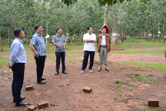 Lãnh đạo Tập đoàn và Công ty Cao su Kon Tum đi thăm vườn cây.