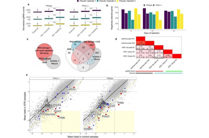 A TP53 wild-type background can confound estimates of gene selection in genetic screens. a Boxplots showing the pooled normalized sgRNA counts per sample (essential and non-essential genes, and non-targeting sgRNAs; 15 day samples are shown). Tested using 1-tailed Mann-Whitney. *** denotes a p <2.2e-16. No adjustments were made for multiple comparisons. n = 7300 independent sgRNAs examined over six independent experiments. b Barplot showing the number of genes that are negatively (beta score<0) selected, per sample used in this study. Beta score significance: FDR < 0.25. c Venn (left) and corresponding Euler (right) diagrams of the overlap of genes between four sets: genes negatively selected exclusively in TP53wt in our samples (A549), genes negatively selected exclusively in TP53wt in Project Achilles and Score (Achilles + Score), top-50 TP53-interactors (TP53 pathway), and genes included in 19 GO terms related to DNA damage and cell-cycle regulation that we found enriched with genes from the A549 set. d Results of the analysis of overlap between different cell lines and/or sgRNA libraries detailed in Supplementary Text 1a: heatmap shows the log2 odds ratio of the overlap of genes negatively selected exclusively in TP53wt, between different experiments. R: Replicate, PR: Pseudo-replicate. Darker shades of red indicate higher overlap. Black rectangles highlight the overlap between RPE1 Brunello dataset with others. e Comparison between TP53-isogenic cell lines to assess biases in identifying conditional essentiality from genetic screens. x and y axes represent the standardized beta scores (Z-scores) for genes either in the control samples (incl. doxycycline-treated; pseudo-replicates 1 and 2), or in the doxycycline+ATRi treated samples, respectively, averaged across later time points and pseudo-replicates. Coordinate axes were capped in order to zoom on the region of interest. The EM clustering identified two gene clusters as the most likely model, represented by black and gray dots. Black line represents the best fit linear model. The yellow dashed diagonal line represents −2 standard deviations (SD) of the Z-score difference. The light yellow rectangle delimits the tentative significance area containing genes negatively selected in the treatment, but not selected in the control sample (i.e., potentially synthetic lethal with ATRi). The top-20 validated ATRi-sensitizing genes are highlighted with color, and the top-7 (red) are further labelled. Credit: Nature Communications (2022). DOI