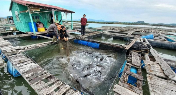Tỉnh Quảng Ninh thông báo cho các hộ dân phải khẩn trương gia cố lại các lồng bè nuôi trồng thủy sản