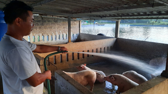 Quang Ninh province aims to reduce the number of small livestock models. Photo: Cuong Vu.