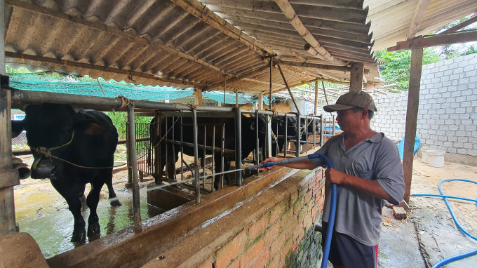 Hiện nay, tại tỉnh Quảng Ngãi vẫn chủ yếu là chăn nuôi nhỏ lẻ theo quy mô nông hộ. Ảnh: L.K.